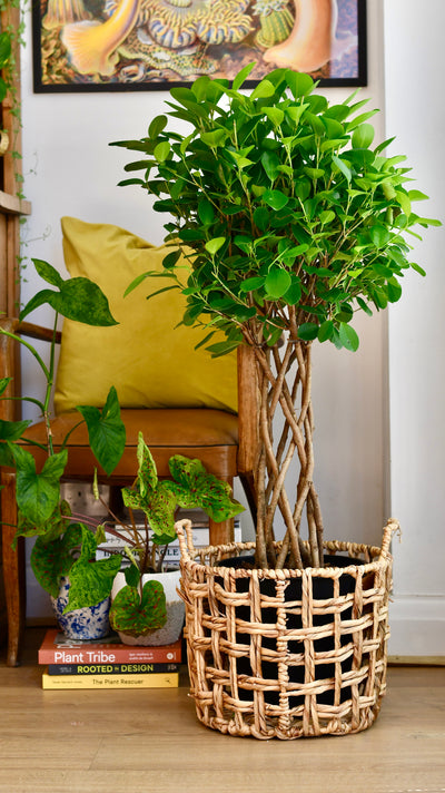 Ficus Microcarpa Moclame (Chinese Banyan Tree)