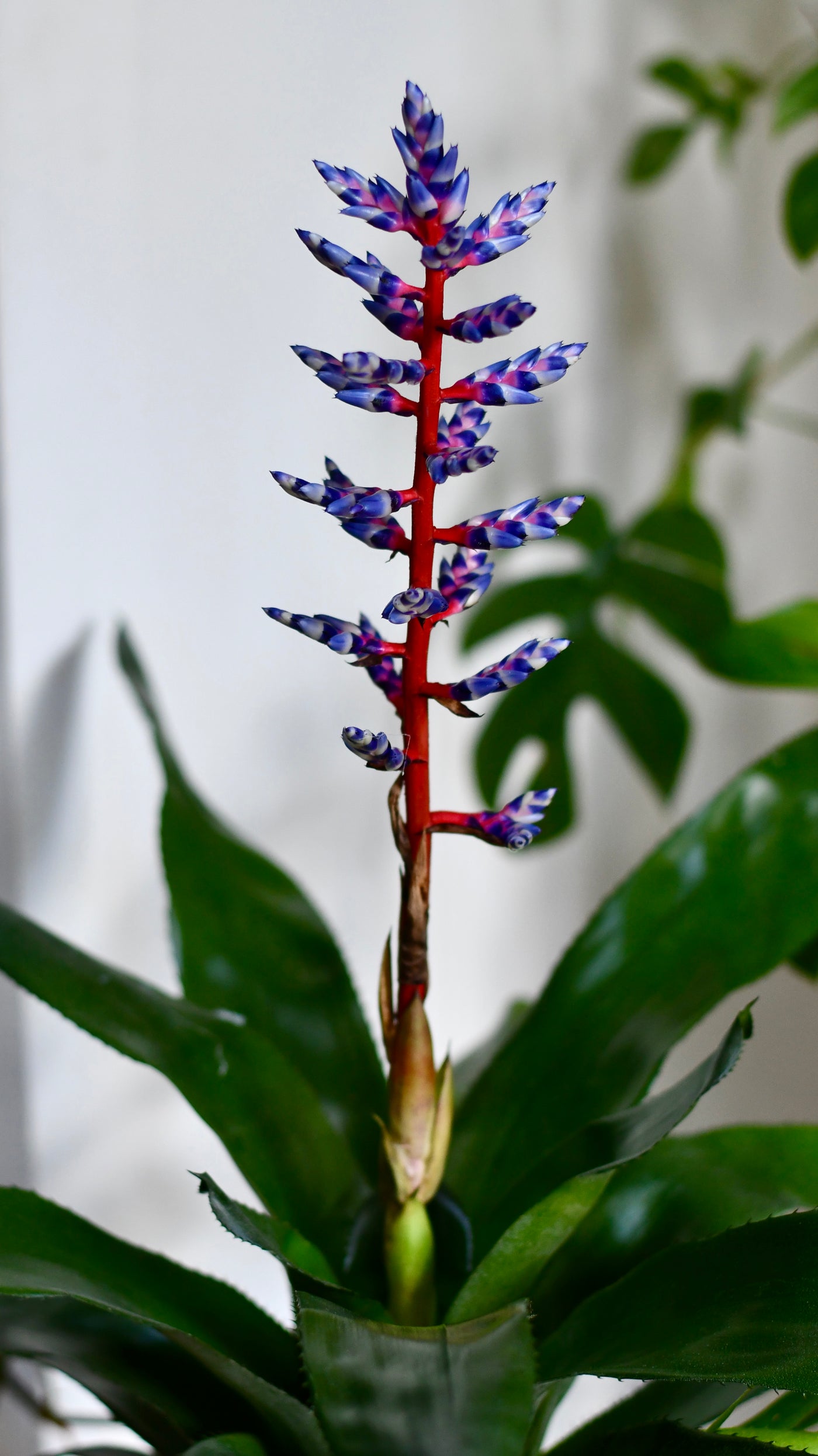 Bromeliad Aechmea Blue Rain & Brussels Pot