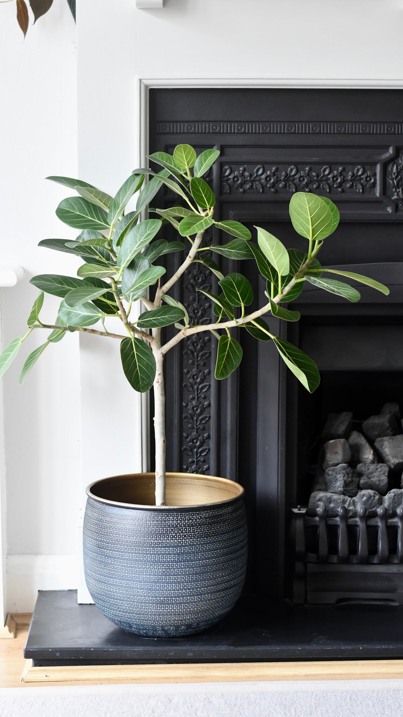 Ficus benghalensis & Pot 'Petite Audrey' (Bengal Fig)