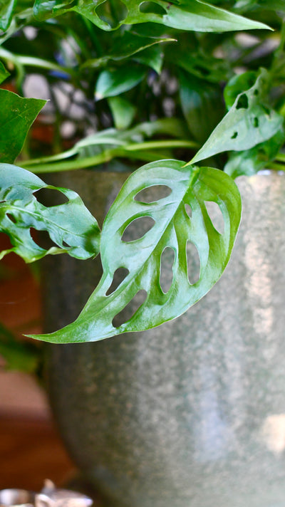 Monstera adansonii | the Adanson's monstera | Swiss cheese plant | Five holes plant