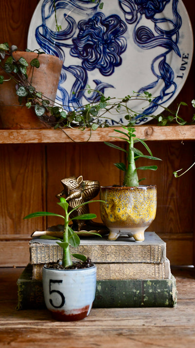 Baby Adenium Obesum -Desert Rose