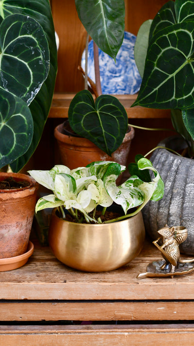 Epipremnum Happy Plant in Atsu Brass Pot