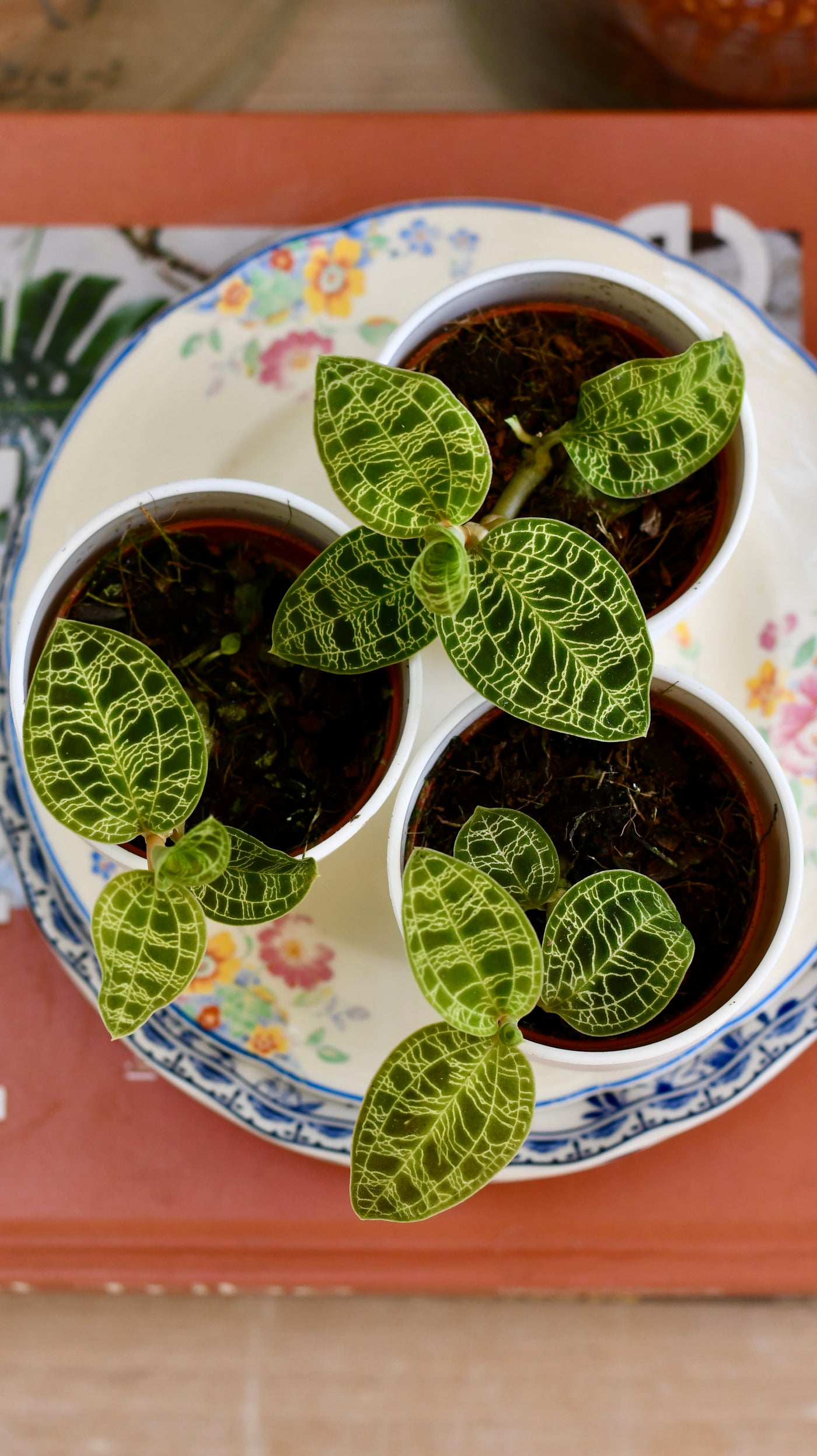 Macodes Petola (Jewel Orchid)