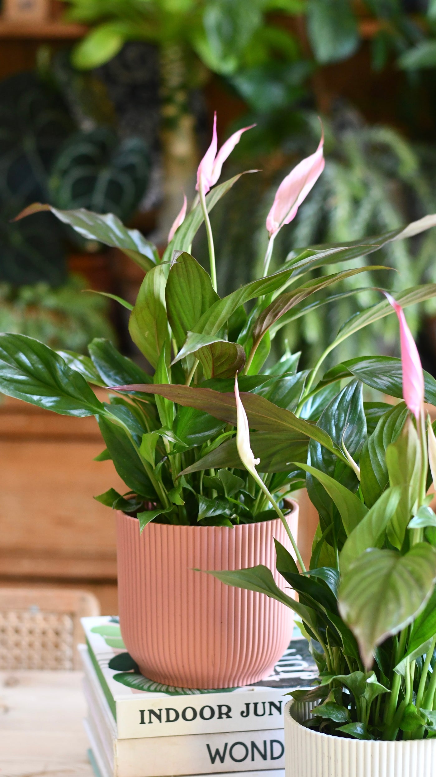 Spathiphyllum Pink Bellini, Peace Lilly & pot