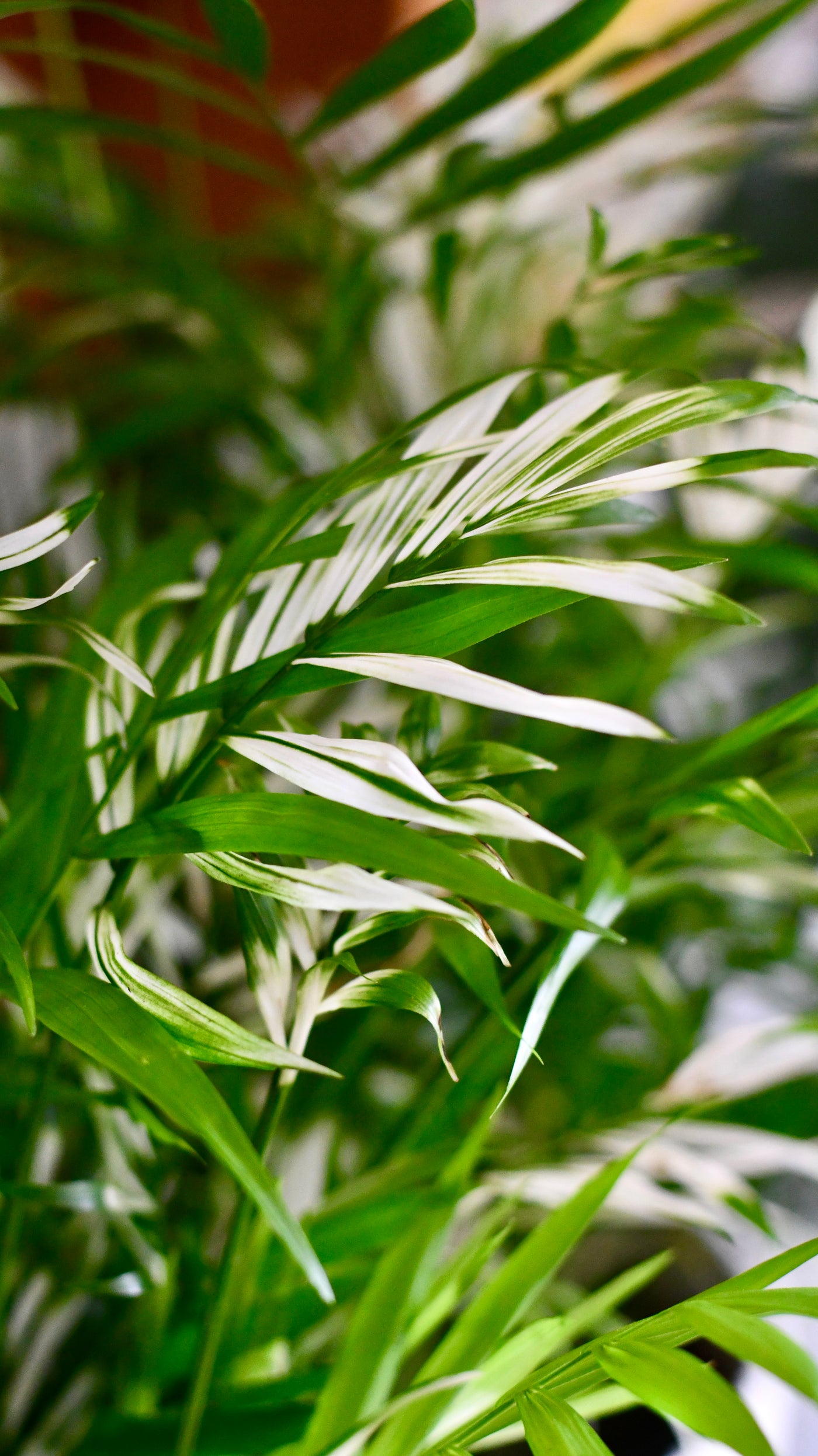 variegated parlor palm Happy Houseplants | Chamaedorea Elegans Variegata