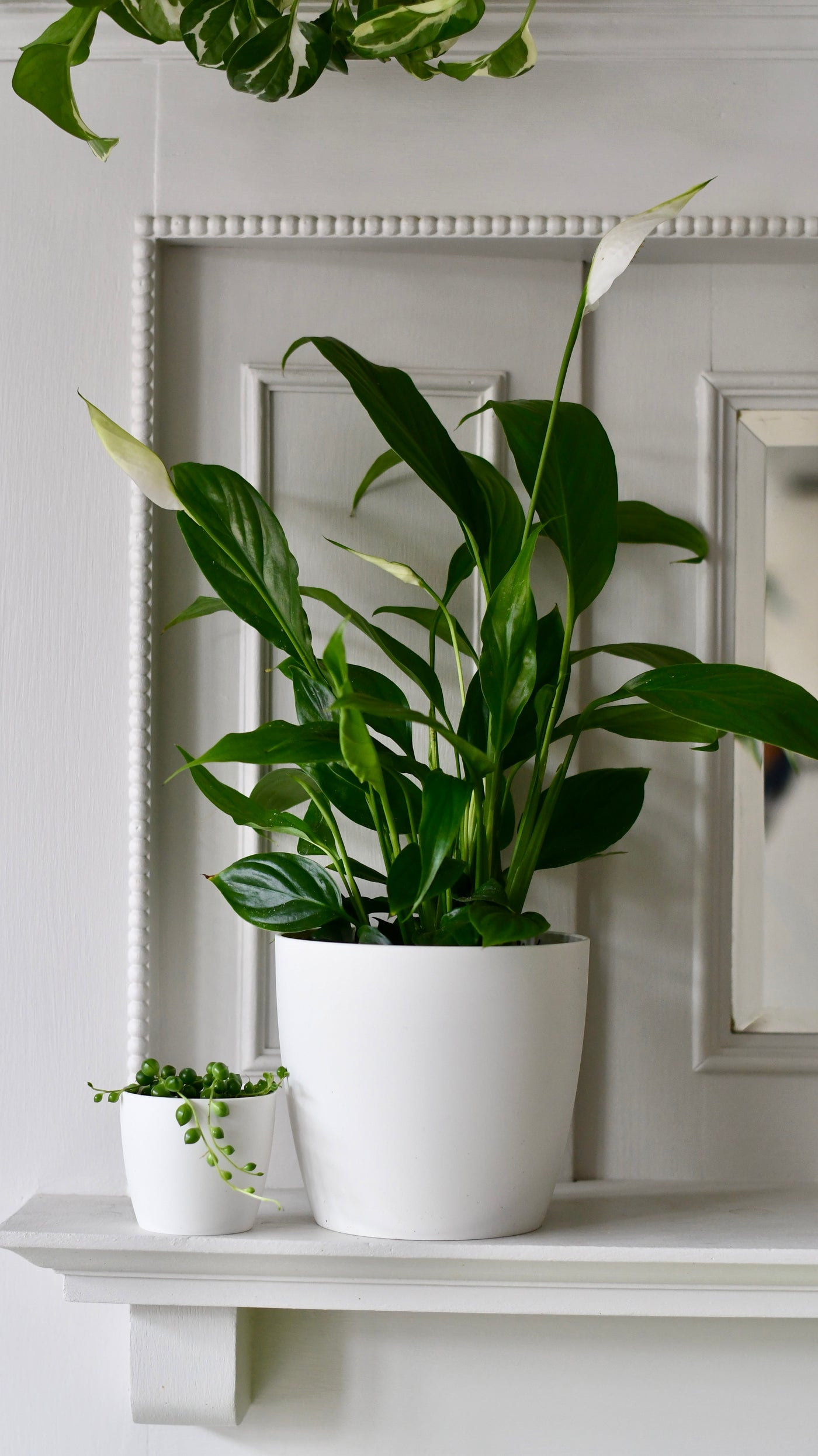 Spathiphyllum verdi, Peace Lilly & pot