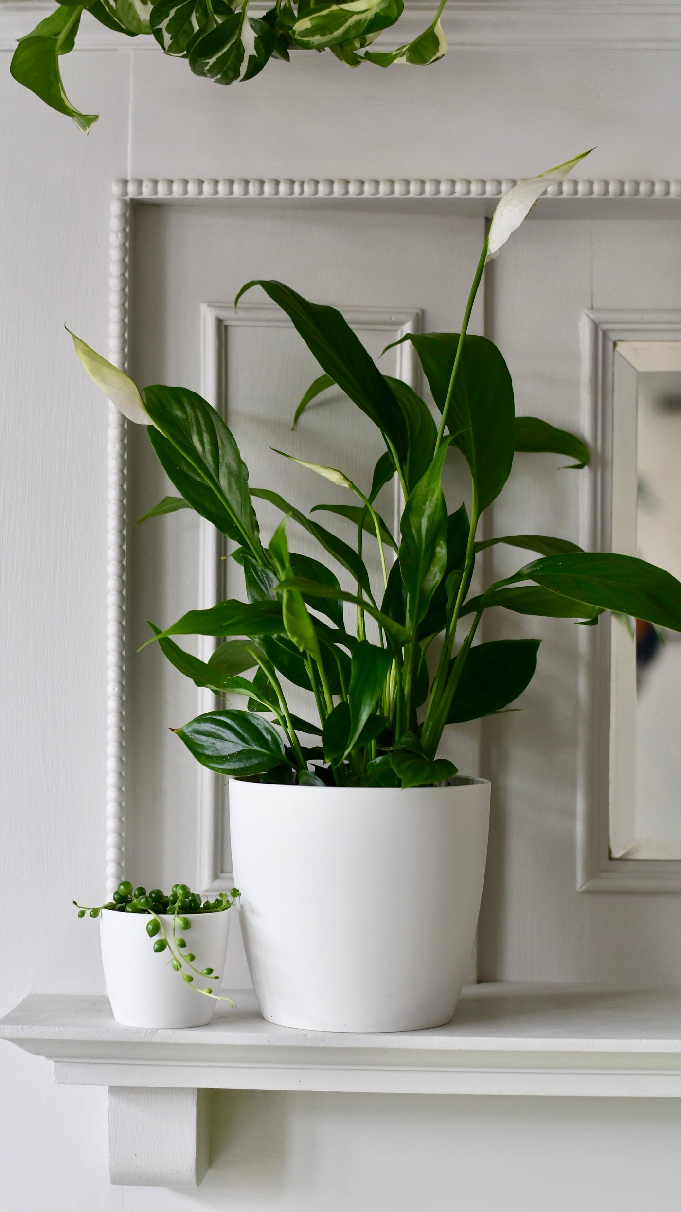 spathiphyllum peace lily 12cm home pot Spathiphyllum | Peace Lilly & Plant Pot