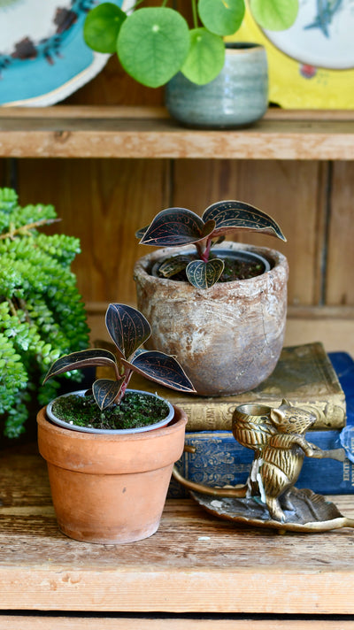 Ludisia discolor (Jewel Orchid)