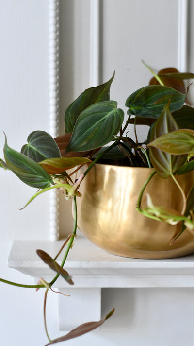 Philodendron Micans in Atsu Brass pot
