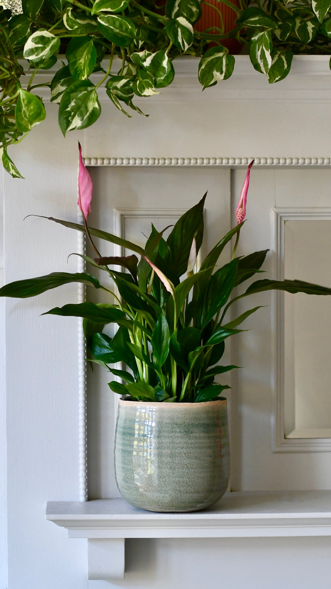peace lily house plant Spathiphyllum | Peace Lilly & Plant Pot