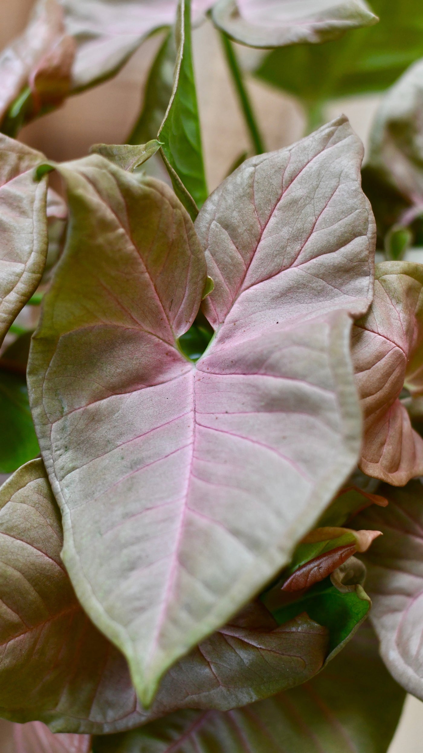 Syngonium Podophyllum 'Red Heart’ & Brussels Pot