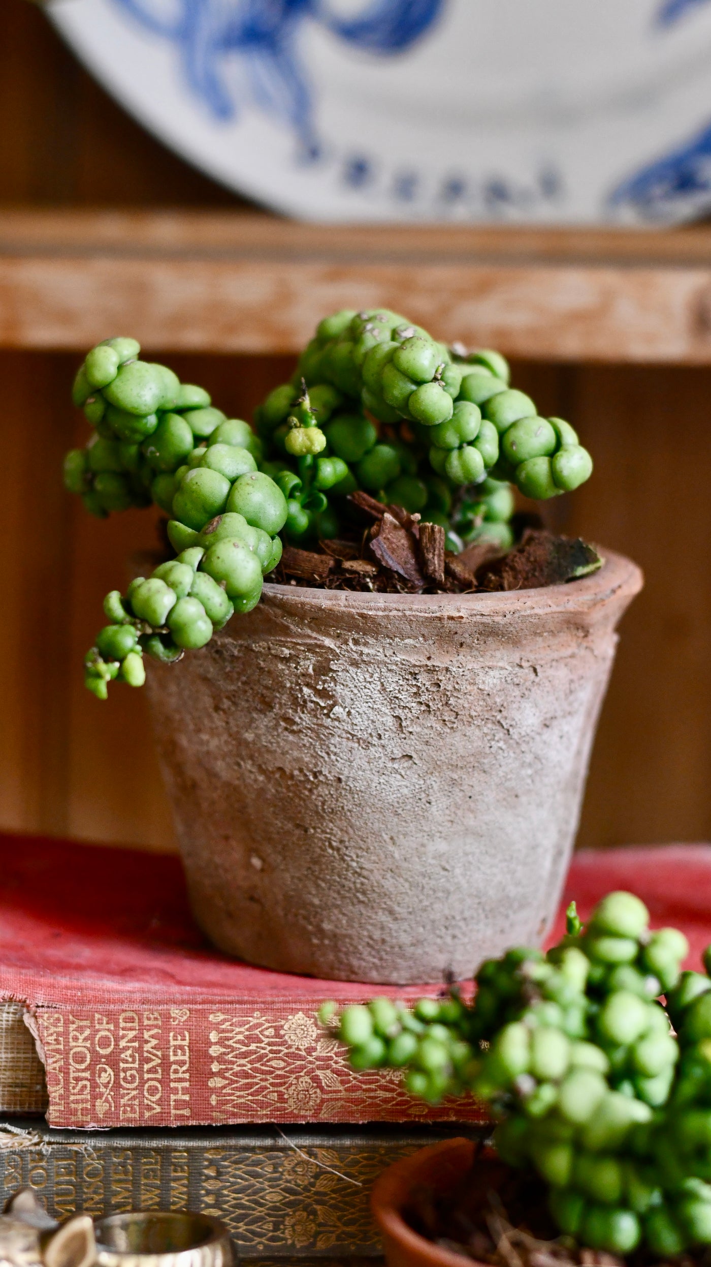 Dischidia nummularia 'Ideaminubu' or 'Pangolin Kisses'