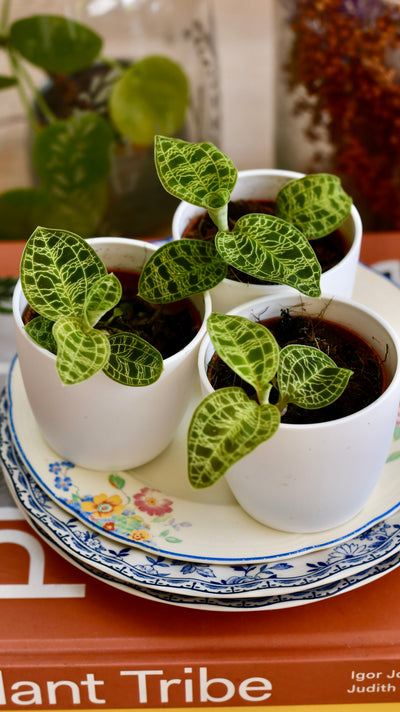 Macodes Petola (Jewel Orchid)