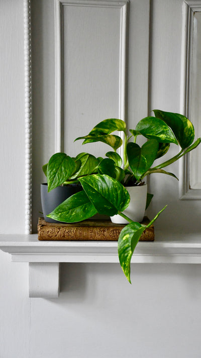 Baby Epipremnum Aureum (Devils Ivy, Golden Pothos)