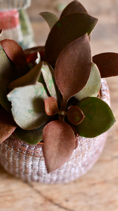 Baby Kalanchoe orgyalis ‘copper spoons’