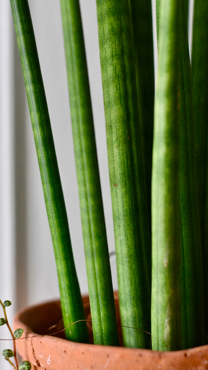 cylindrical snake plant size Sansevieria Cylindrica | African Spear Plant