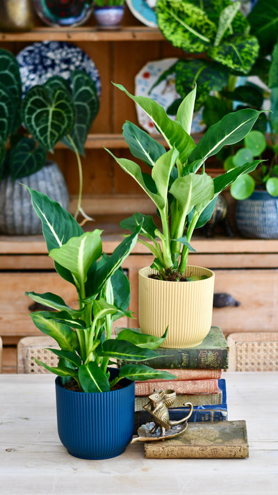 Dieffenbachia Green Magic - Dumb Cane