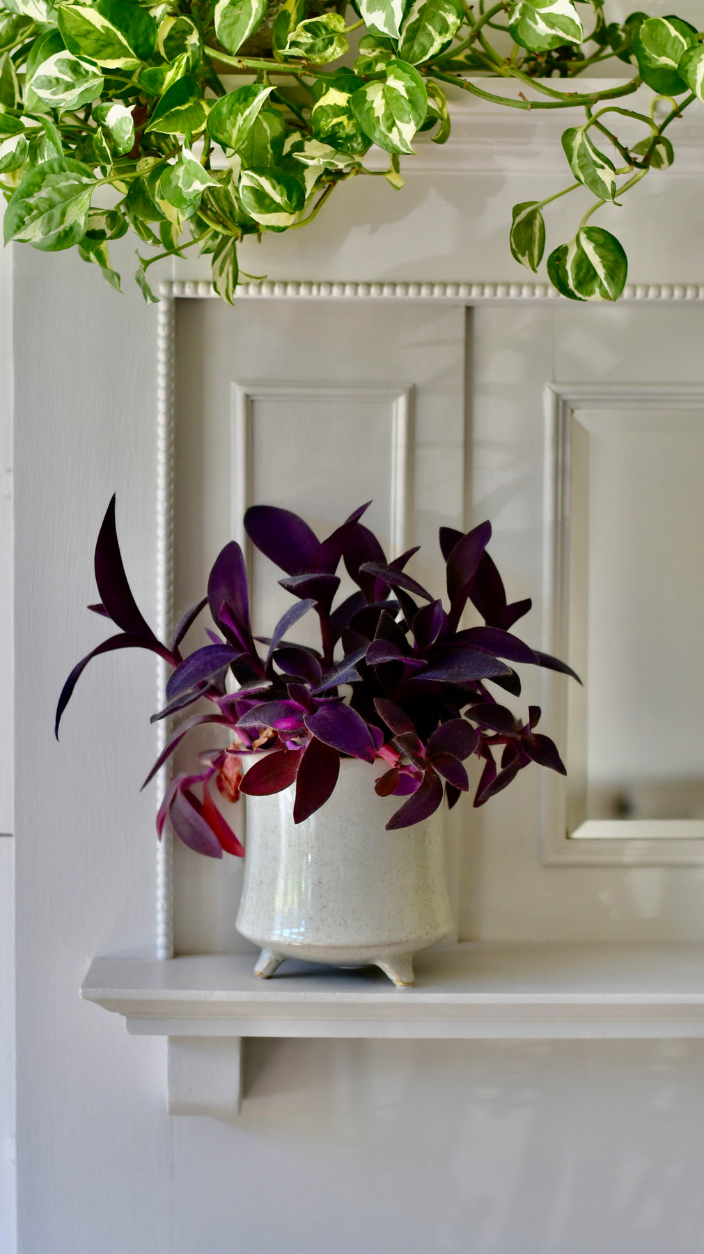 purple heart plant succulent Tradescantia pallida 'Purpurea' | Purple Heart