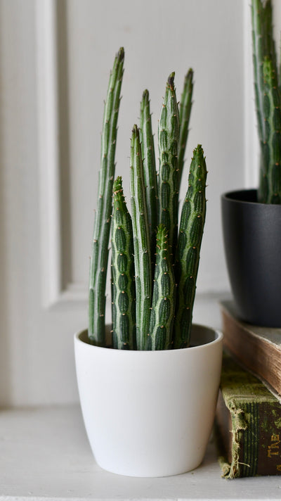Baby Kleinia Senecio & pot (Stapeliiformis, Pickle Plant, Candle Stick Plant)