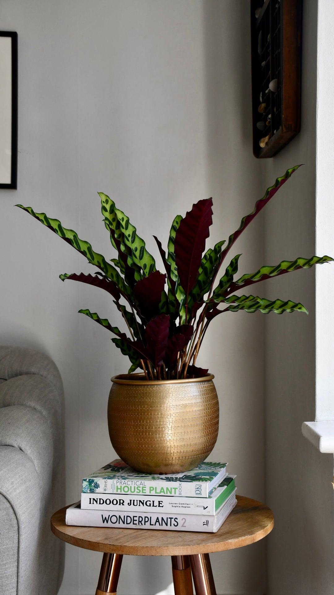 rattlesnake house plant Calathea Lancifolia & Pot | Rattlesnake Plant