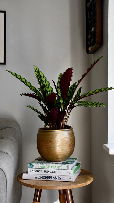Large Rattlesnake Plant & Tembesi pot