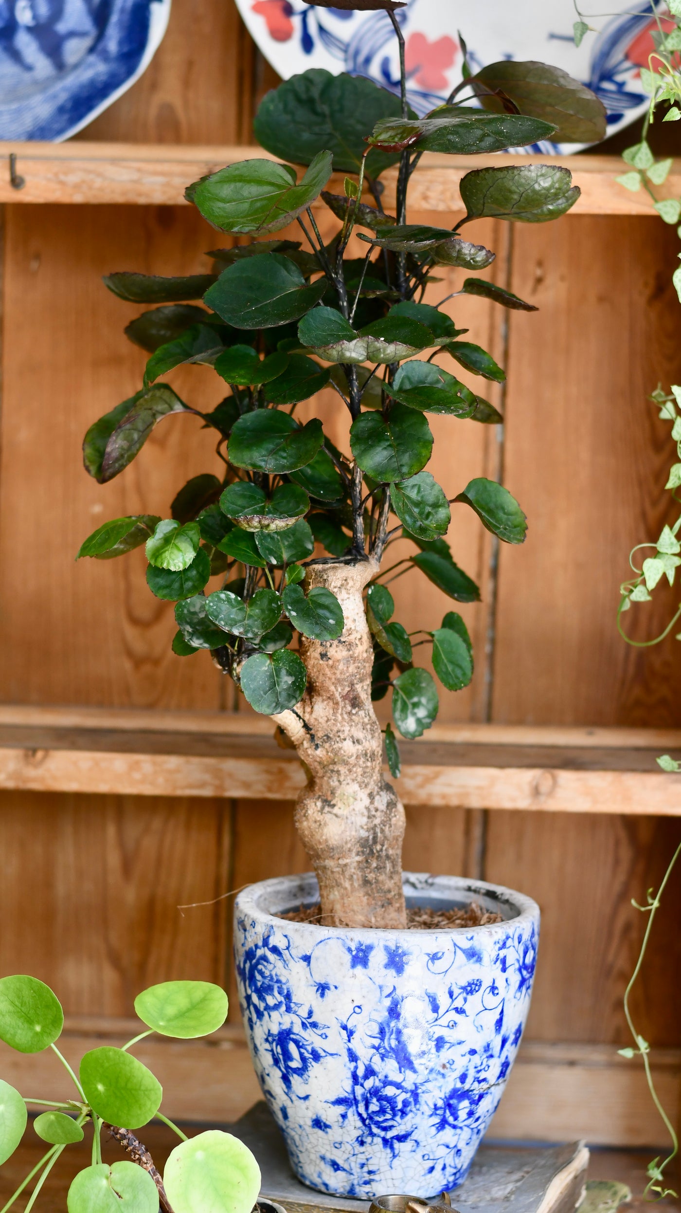 Polyscias Fabian Bonsai Tree (Aralia Fabian)