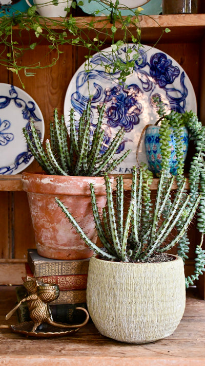Large Euphorbia Aeruginosa