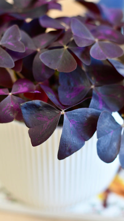 Oxalis Triangularis 'Purple Shamrock’ & Vibes Pot