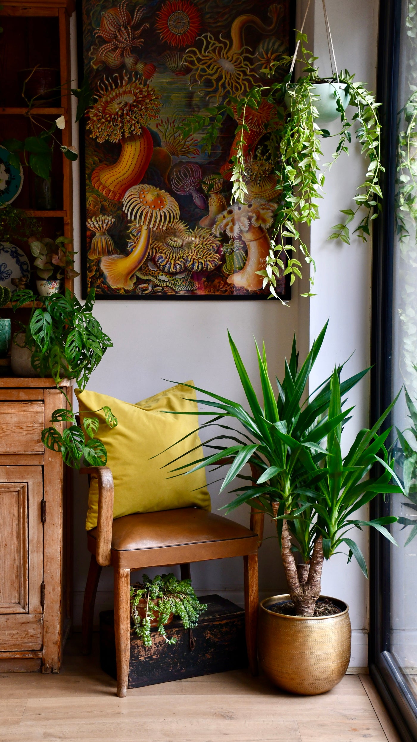 spineless yucca indoor plant Yucca Elephatipes | Yucca Plant | Narrow Houseplant