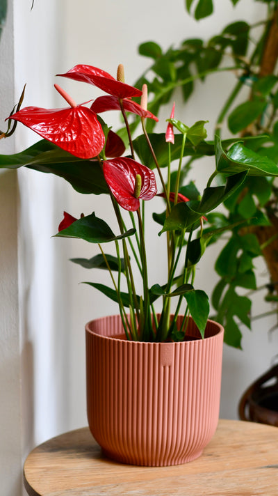 Red Anthurium Andraeanum  & Vibes Pot | Flamingo Flower