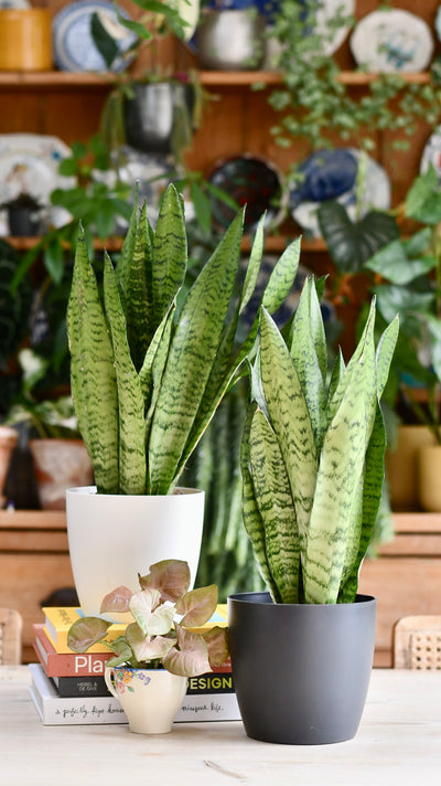 Sansevieria Trifasciata Zeylanica