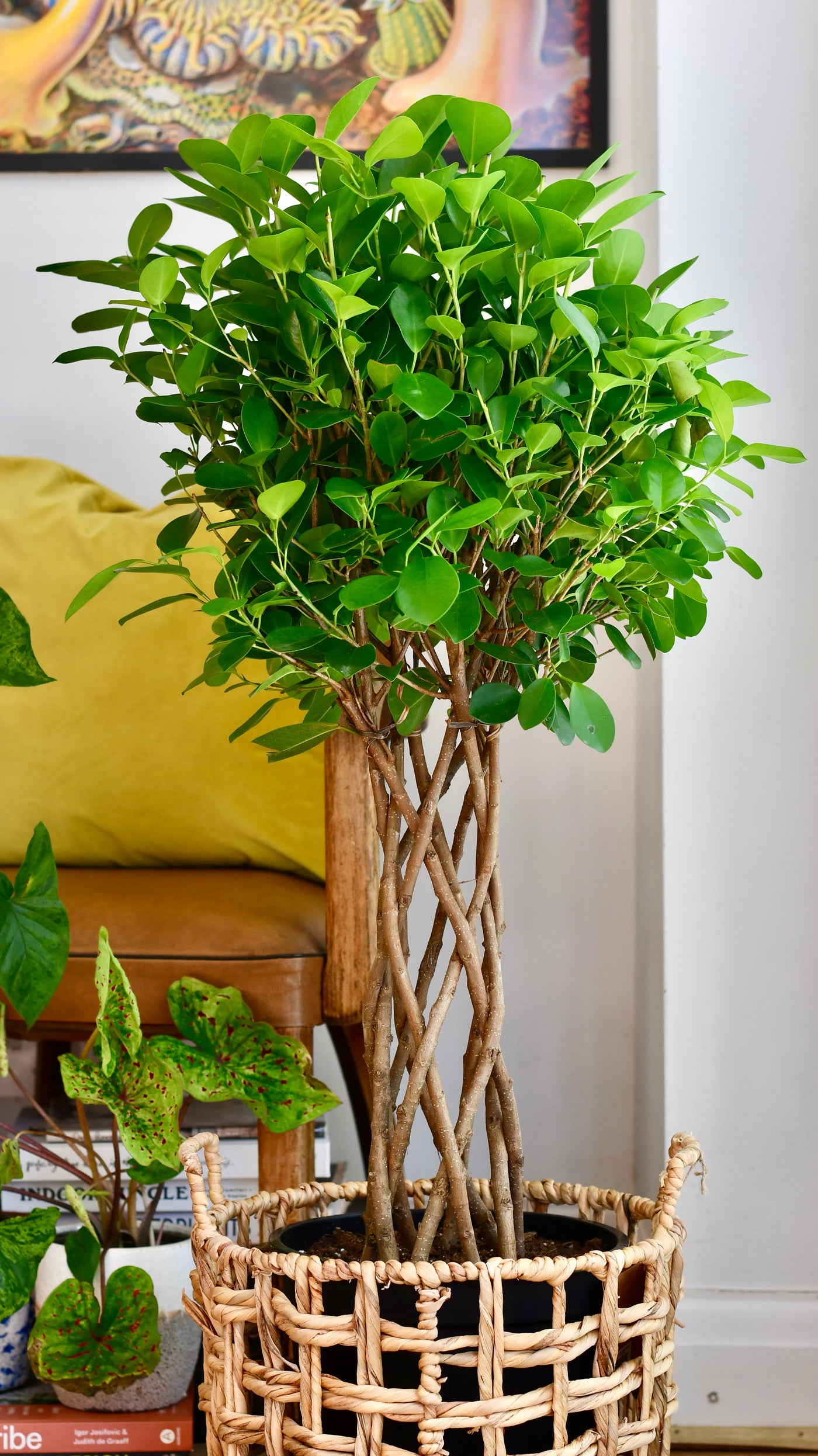 Ficus Microcarpa Moclame (Chinese Banyan Tree)