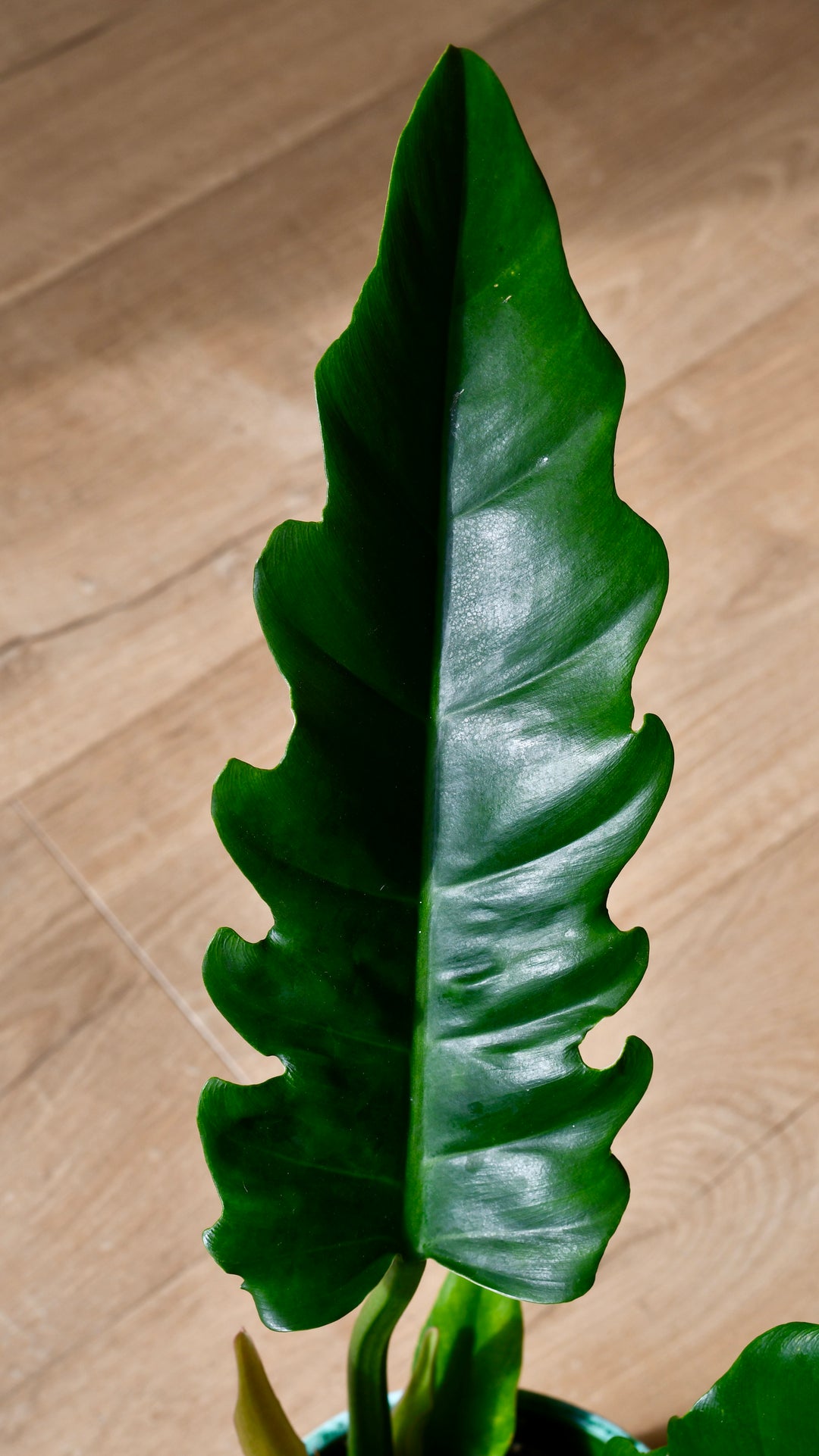 philodendron narrow tiger tooth care Philodendron Narrow | Tiger Tooth Plant