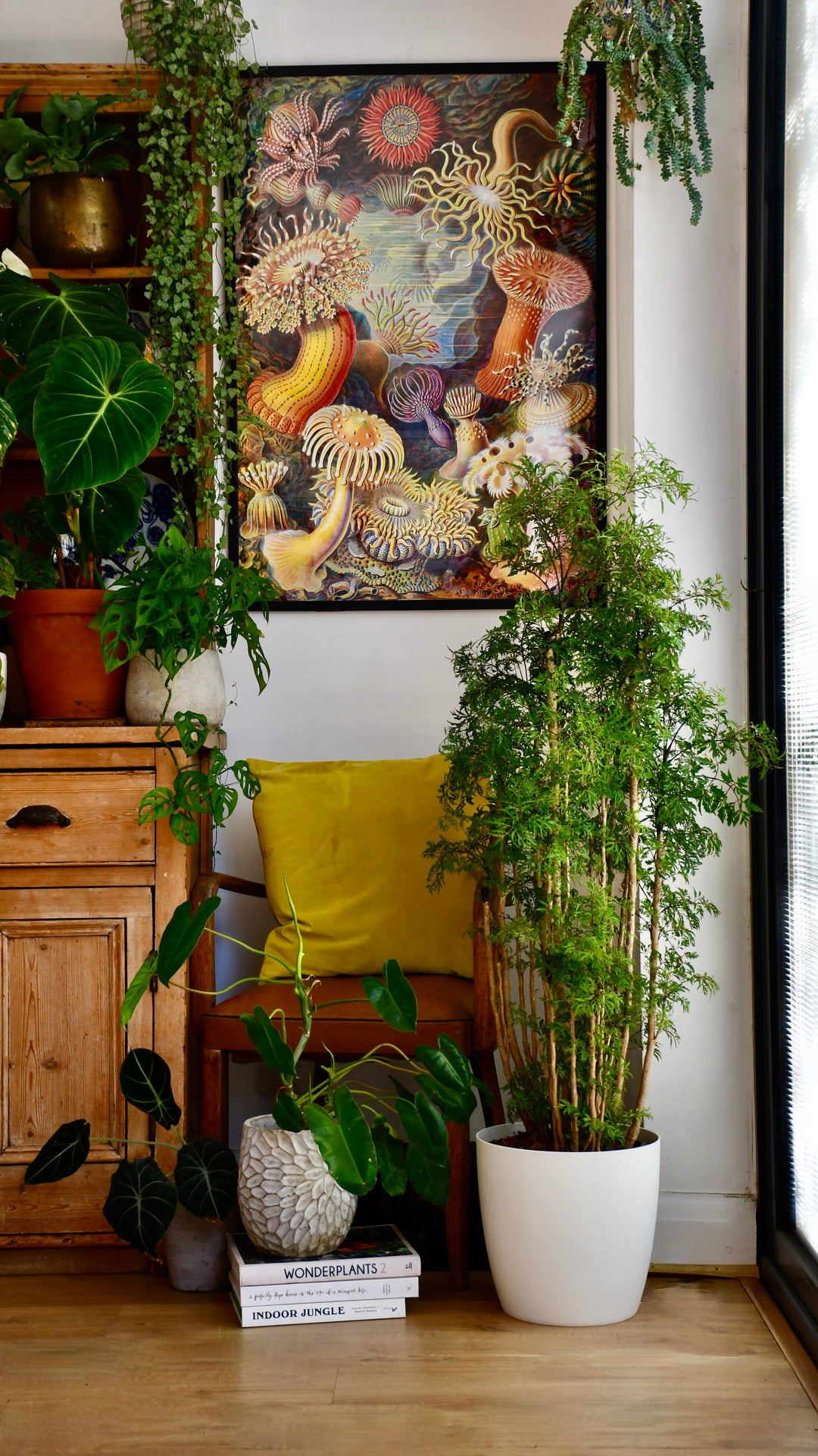 polyscias indoor plants Polyscias Ming | Aralia Ming