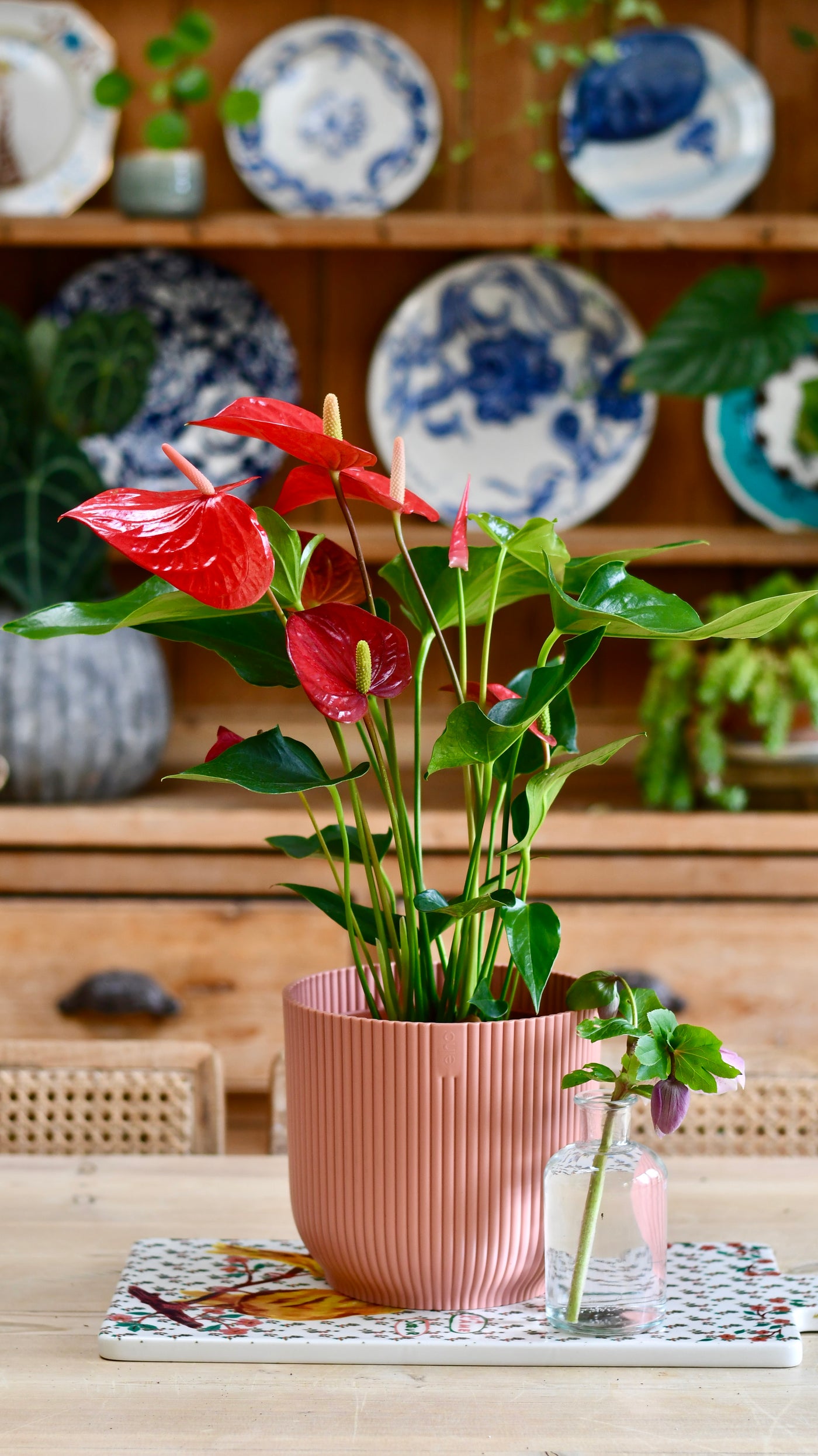 Red Anthurium Andraeanum  & Vibes Pot | Flamingo Flower