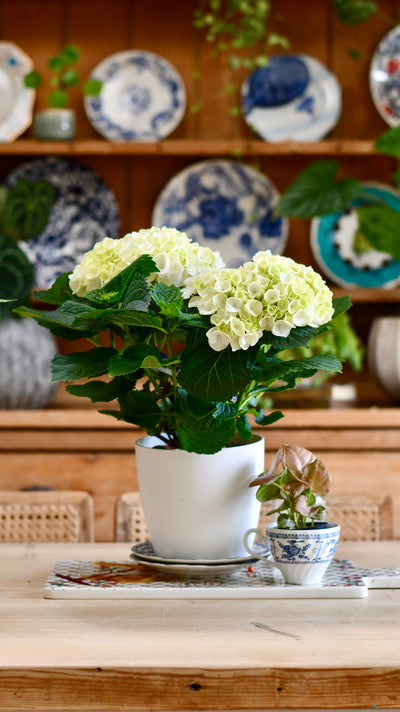 Hydrangea Crystal Palace & 18cm Vibes Pot