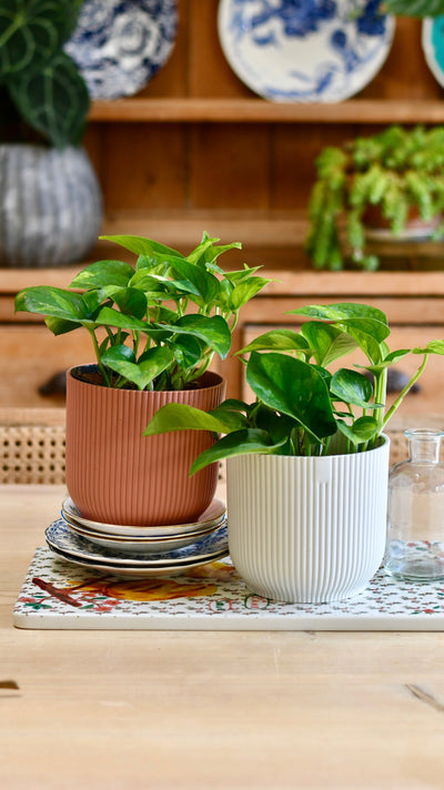 Epipremnum Global Green (Devils Ivy)