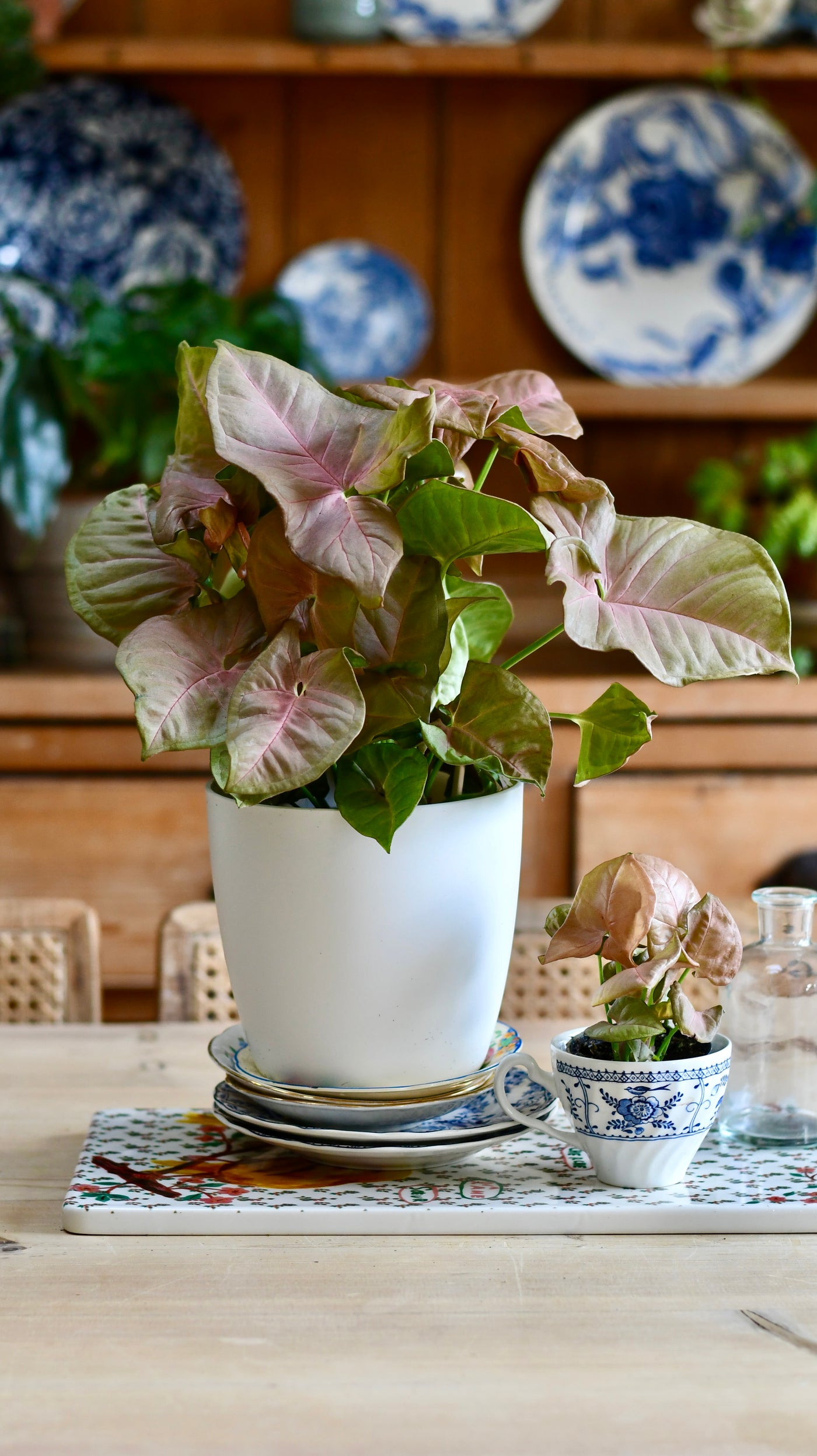 Syngonium Podophyllum 'Red Heart’ & Brussels Pot