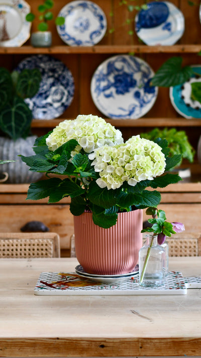 Hydrangea Crystal Palace & 18cm Vibes Pot