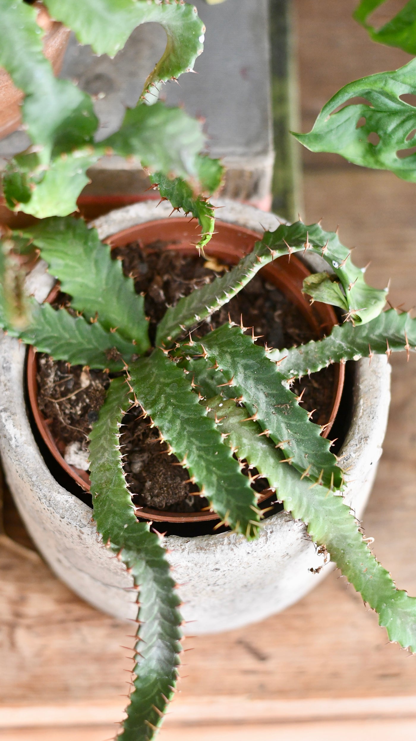 Euphorbia Stellata