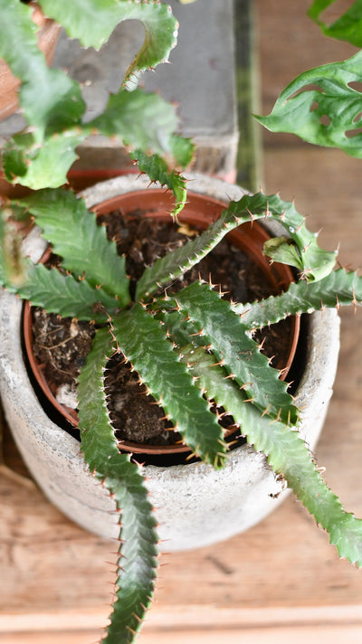Euphorbia Stellata