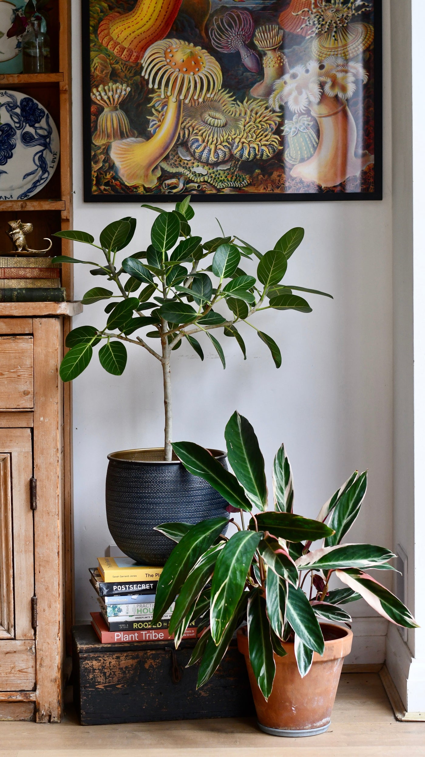 Ficus benghalensis & Pot 'Petite Audrey' (Bengal Fig)