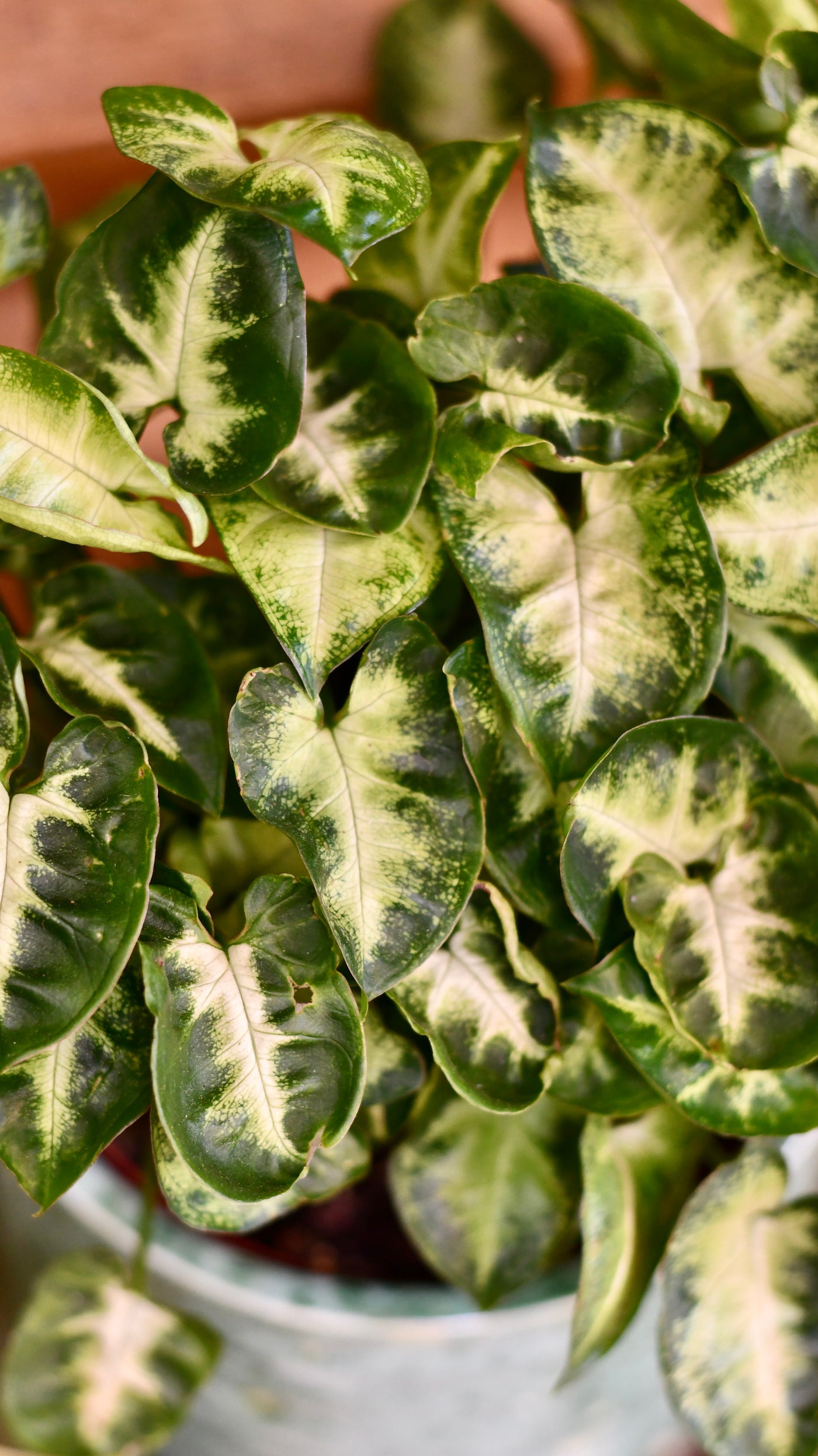 Syngonium Pixie - Arrowhead plant