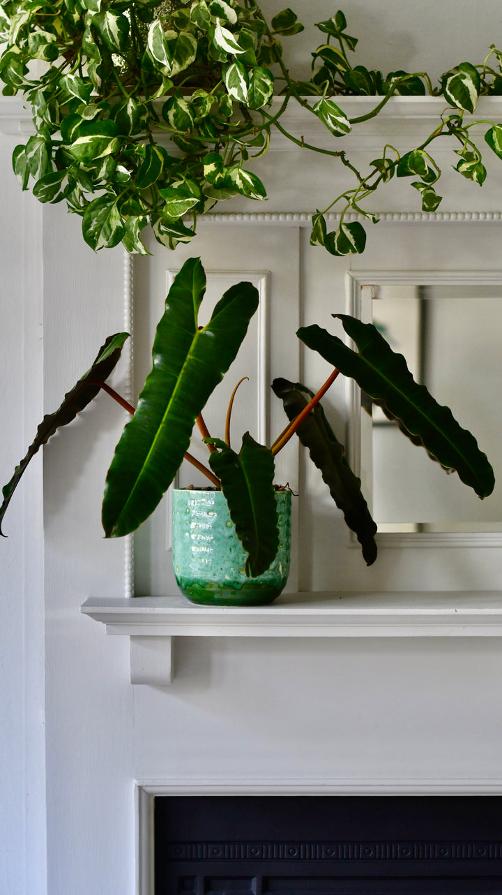 philodendron billietiae uk Philodendron Billietiae | Rare Plants