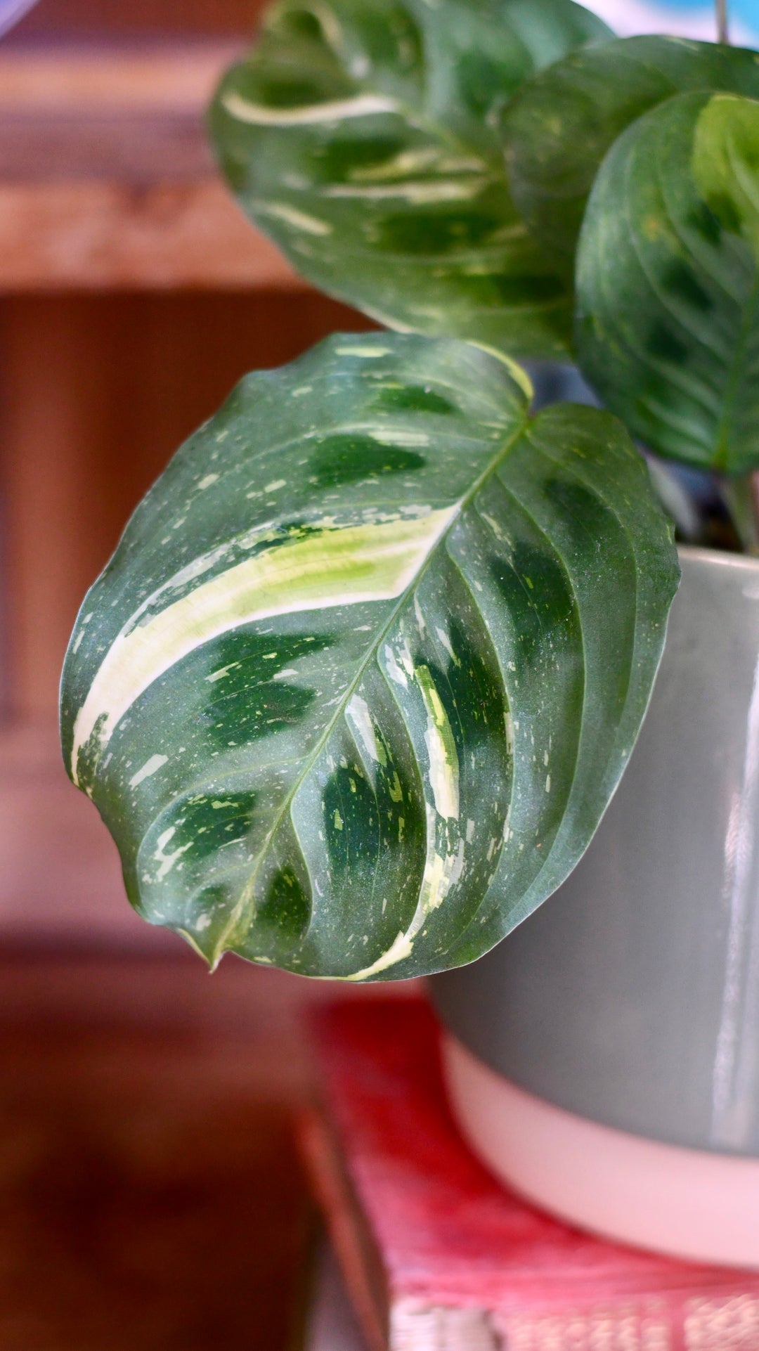 Happy Houseplants | Variegated Maranta | Leuconeura Kerchoveana