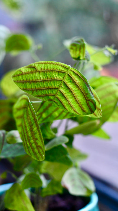 Swallow Tail, Butterfly Plant (Christia obcordata)