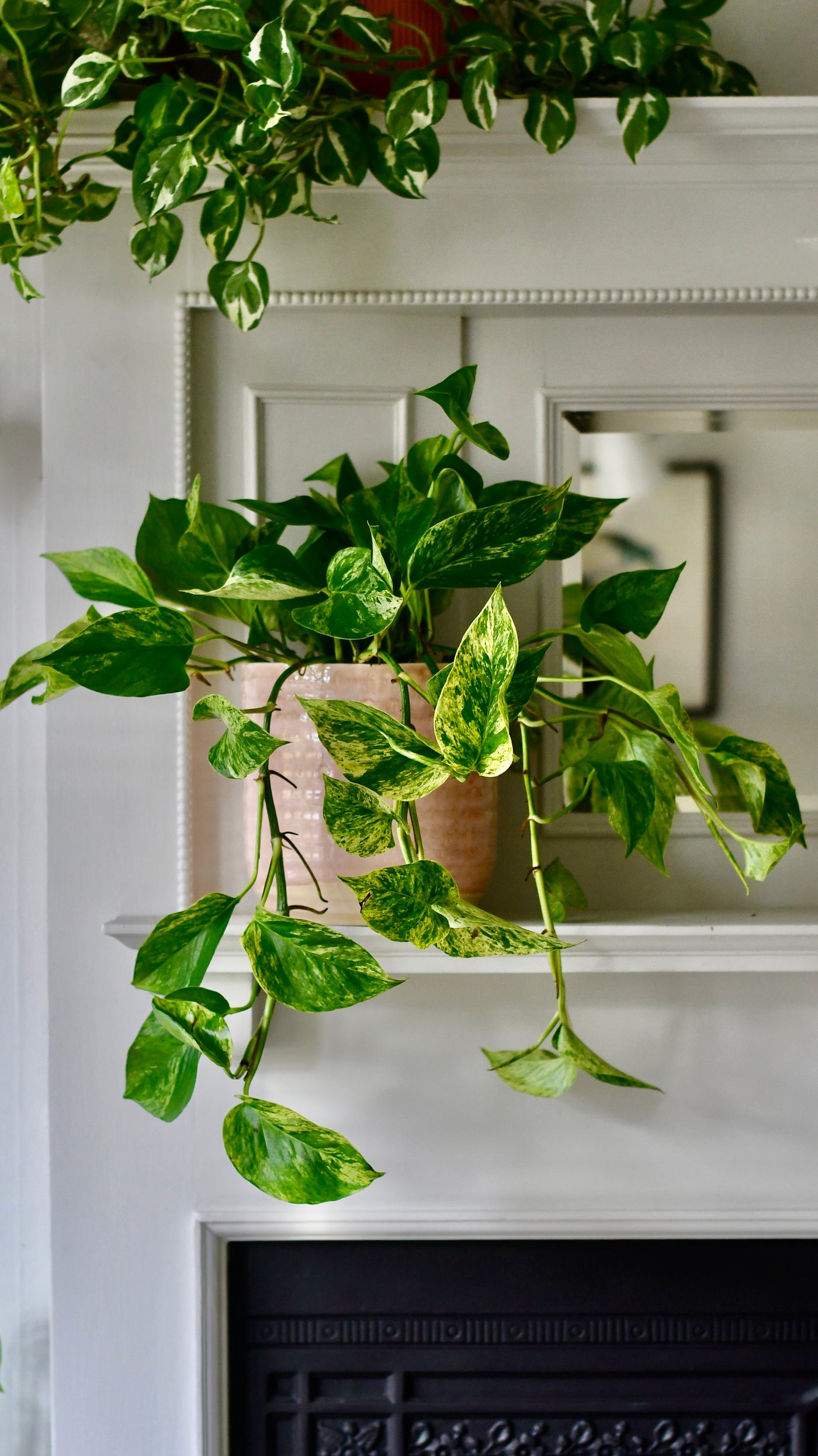 Scindapsus Marble Queen | Pothos | 30cm hanging pot plant