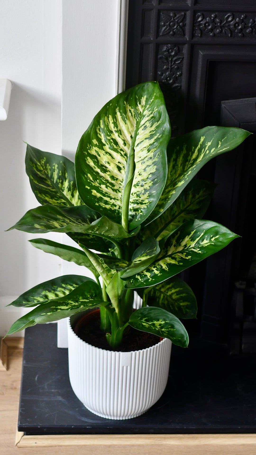 dieffenbachia tropic snow plant Dumb Cane Tropic Snow | Dieffenbachia