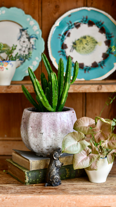 Stapelia leendertziae