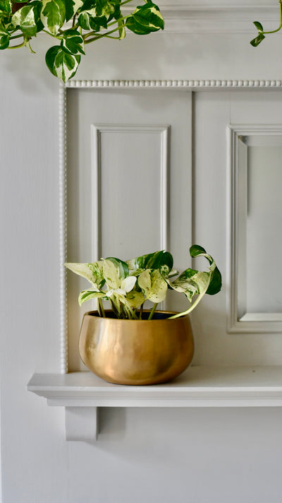 Epipremnum Happy Plant in Atsu Brass Pot